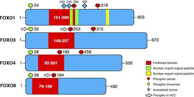 Role of Forkhead Box O Proteins in Hepatocellular Carcinoma Biology and Progression (Review)